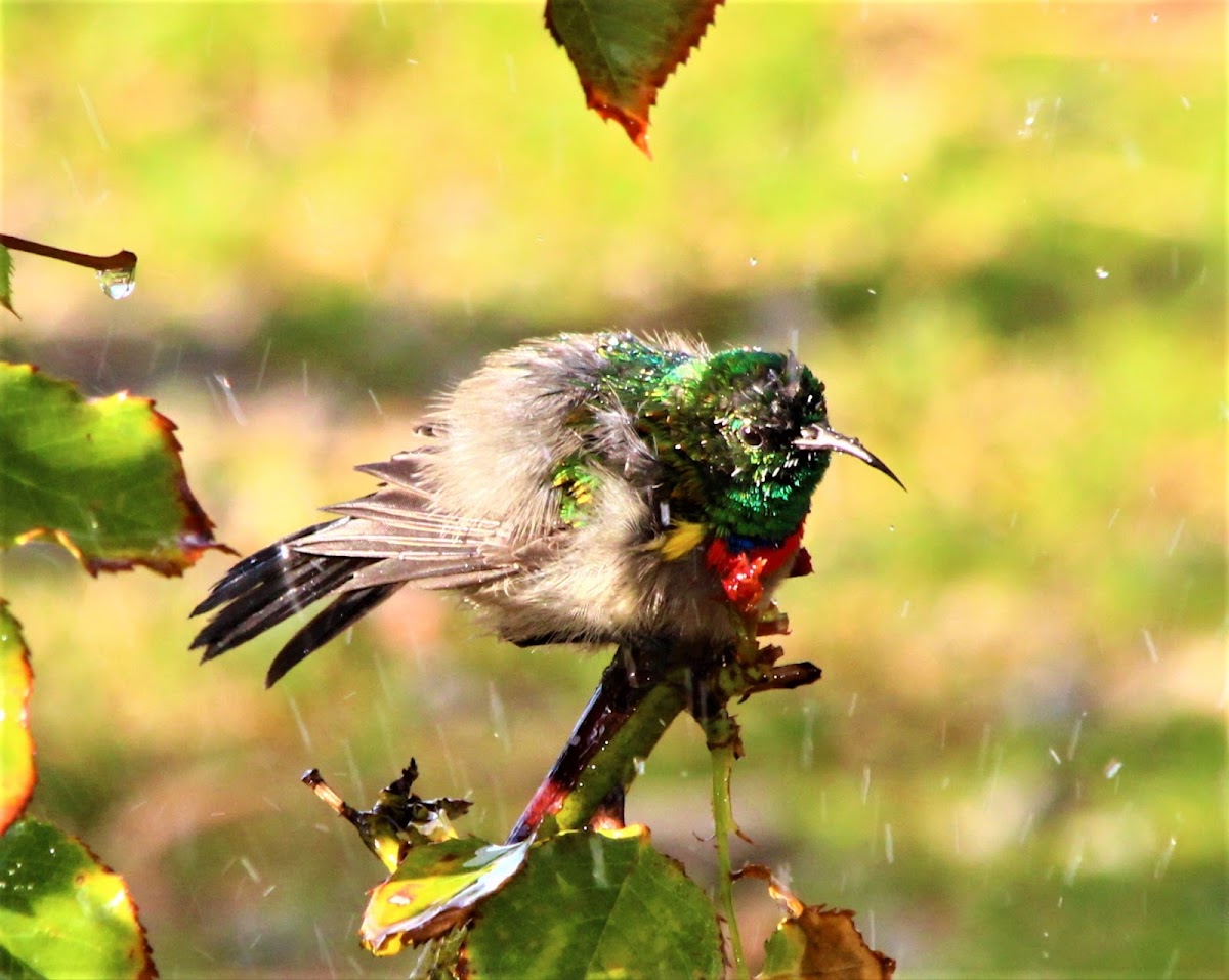 Southern Double Collared Sun Bird