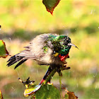 Southern Double Collared Sun Bird