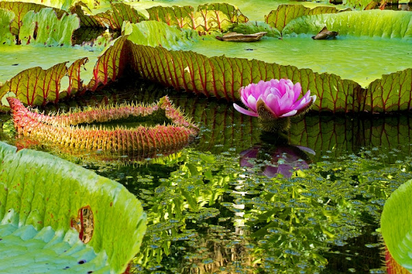 Acquatica... di Francesca Malavasi