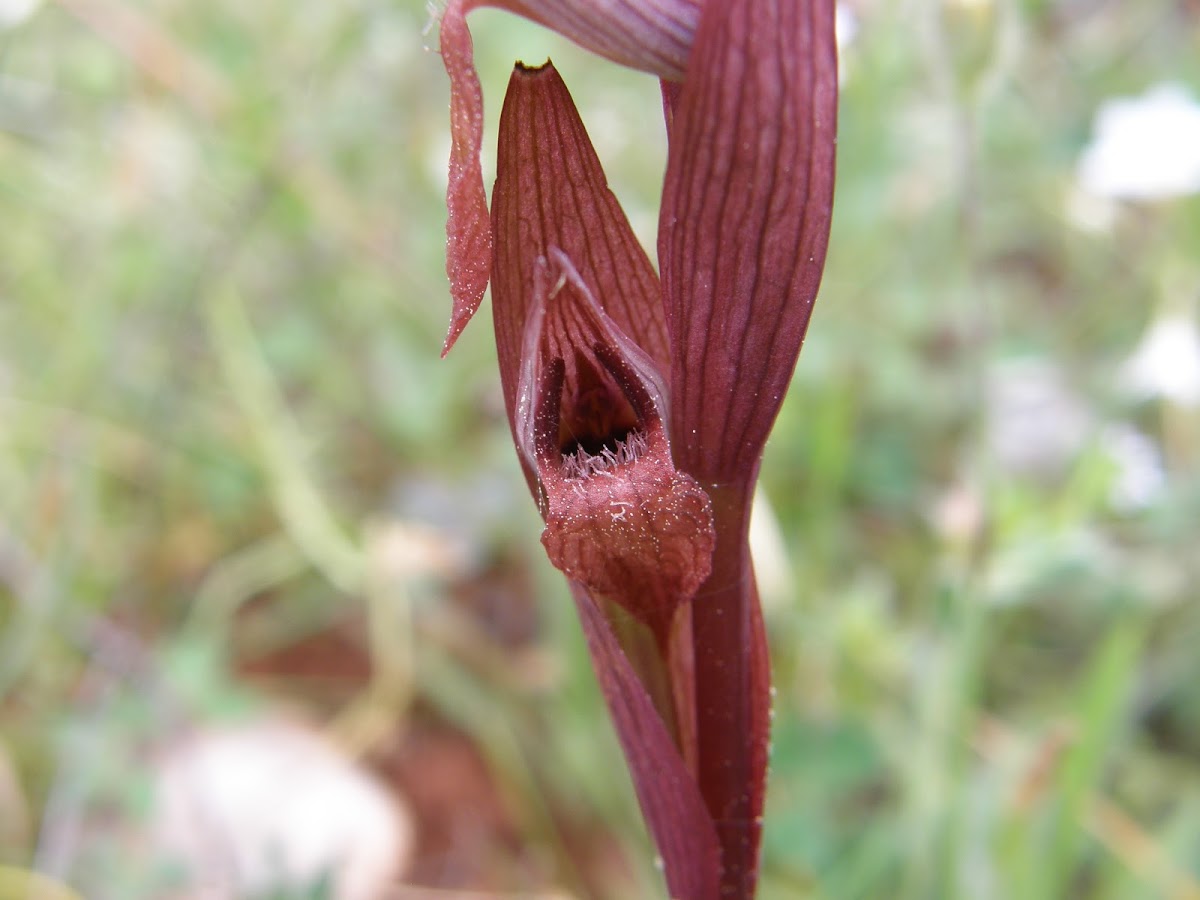 Long-lipped Serapia