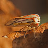 Oak Tree Hopper