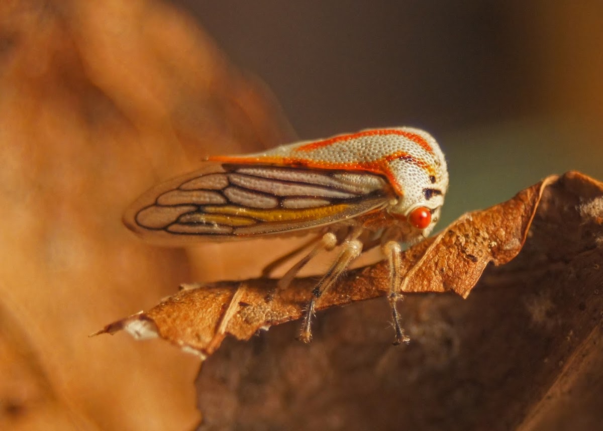 Oak Tree Hopper