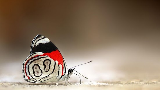 Butter-fly Screenshots 5