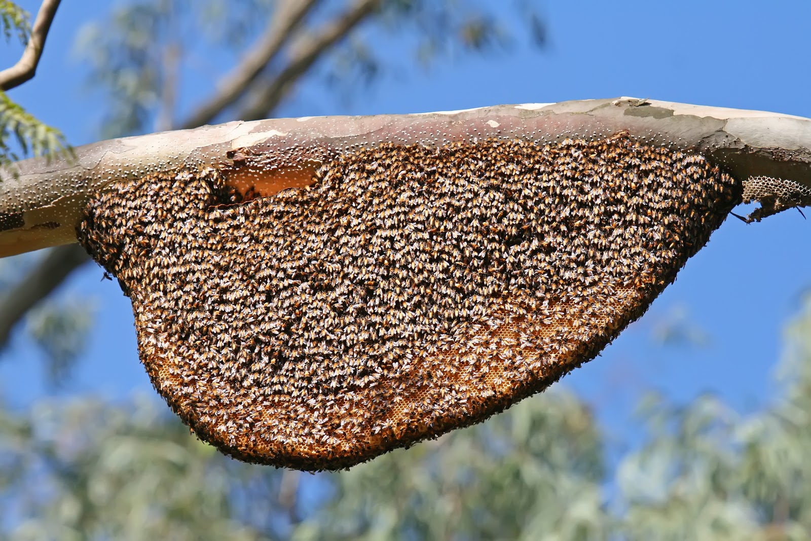 Natural_Beehive_and_Honeycombs.jpg