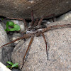 Fishing Spider