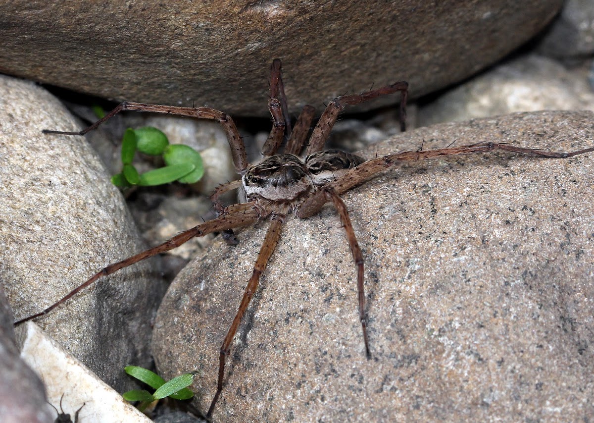 Fishing Spider