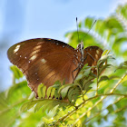 Blue Moon Butterfly