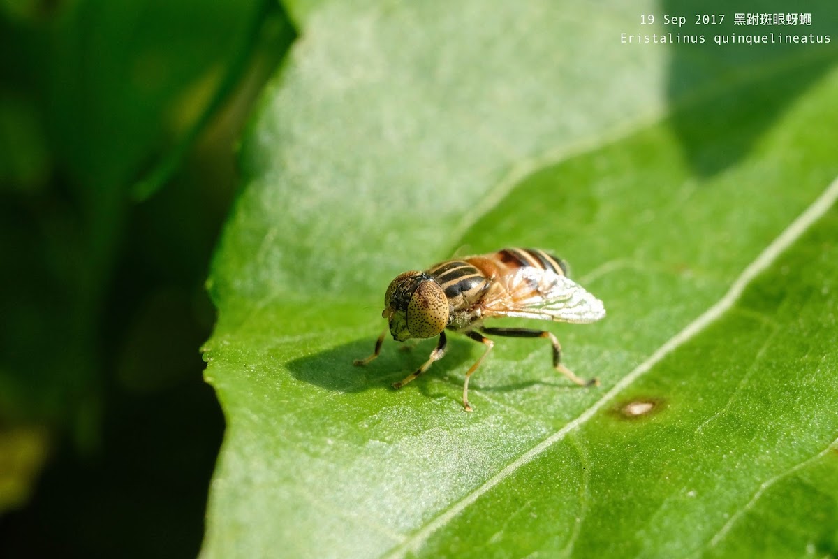 Eristalinus quinquelineatus 黑跗斑眼蚜蠅