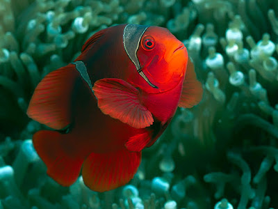 A Spine-Cheek Anemonefish in the Solomon Islands.