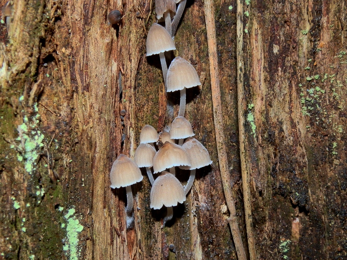 Mycena