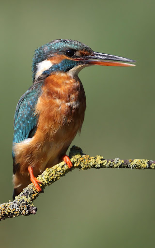 Birds Wallpaper HD  backgrounds  themes