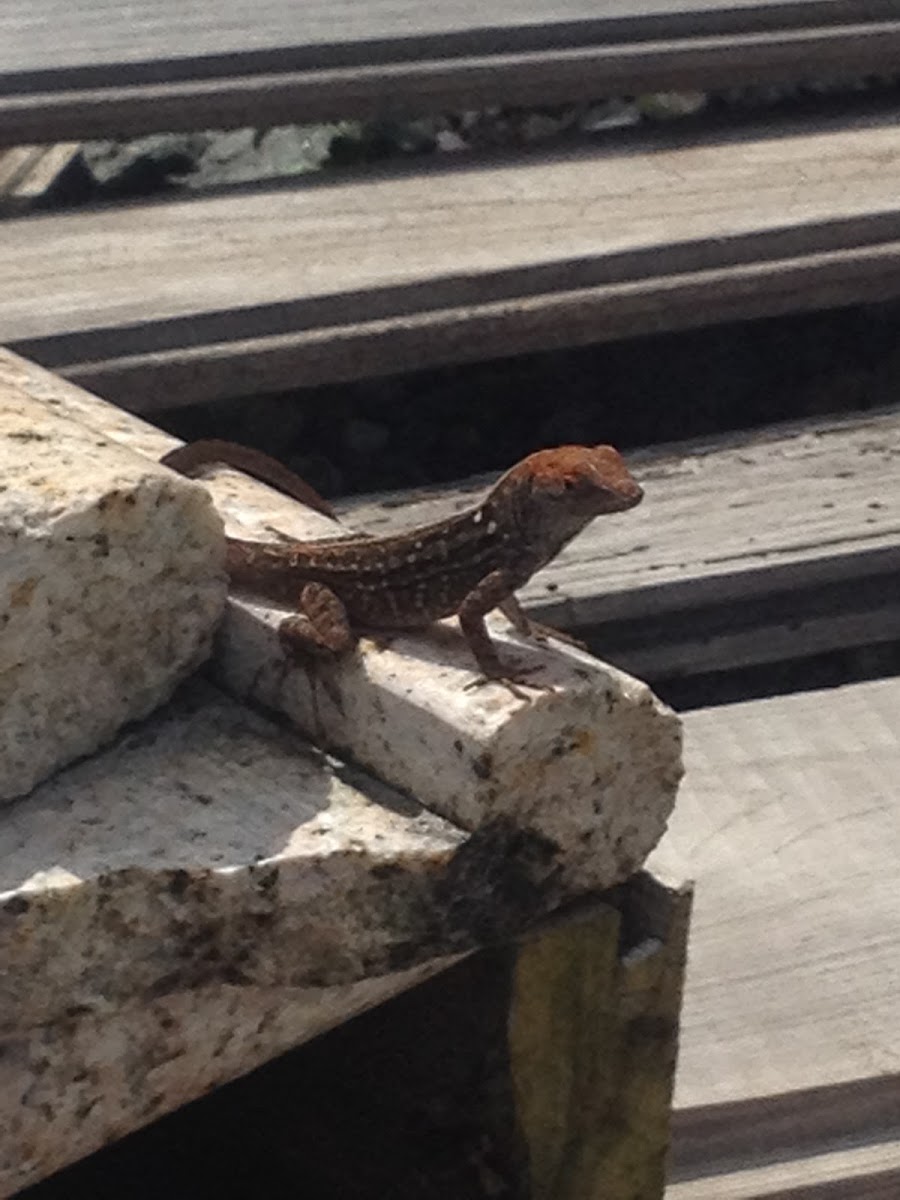 Orange headed brown anole