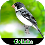 Cover Image of Download Meu Golinha 1.7 APK