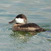 Ruddy duck