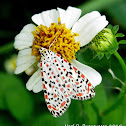 Heliotrope Moth