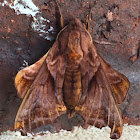 Small-eyed Sphinx Moth –