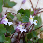 Ivy-leaved toadflax