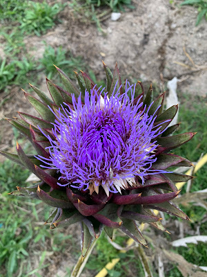 Tanto bello quanto pericoloso di susannatessarini