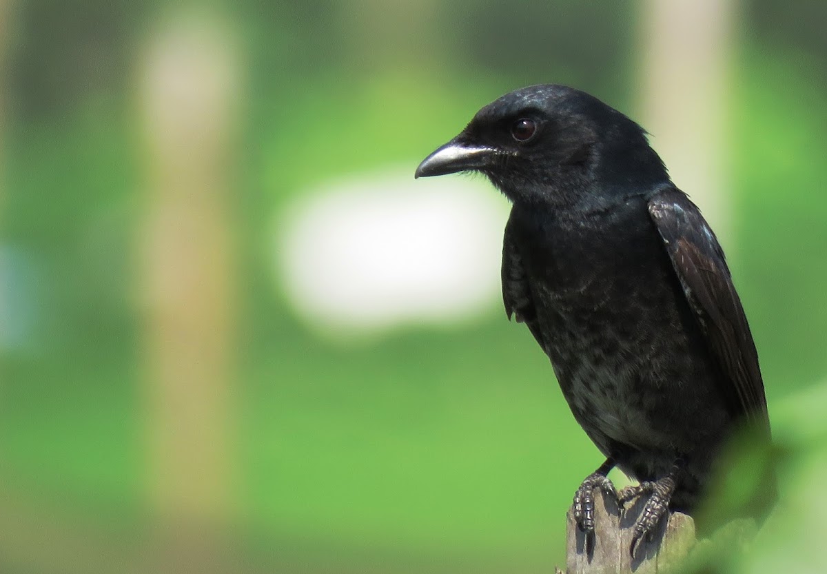 Black Drongo