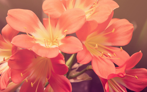 Coral Blooms screenshot 1