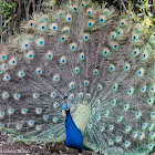 Indian Peafowl