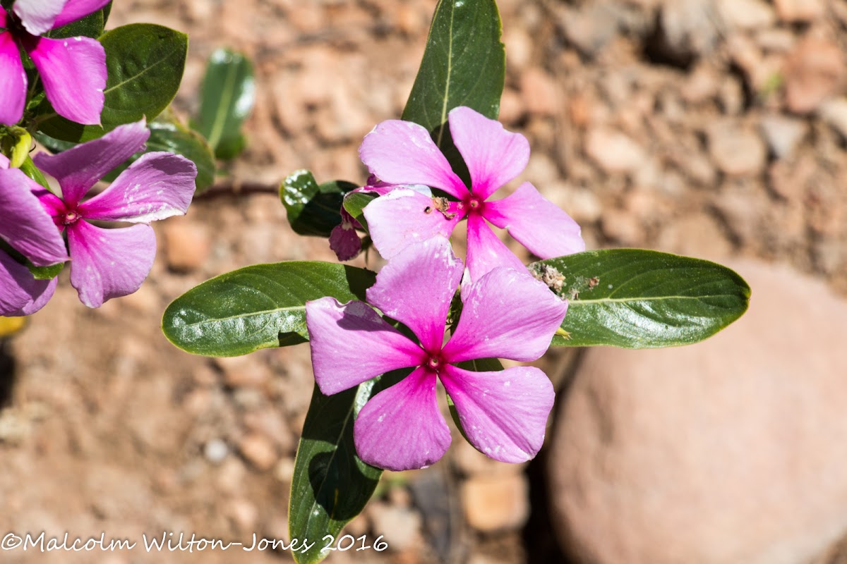 Periwinkle