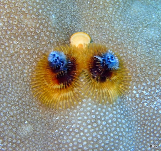 Spirobranchus giganteus (Red and white christmas tree worm)