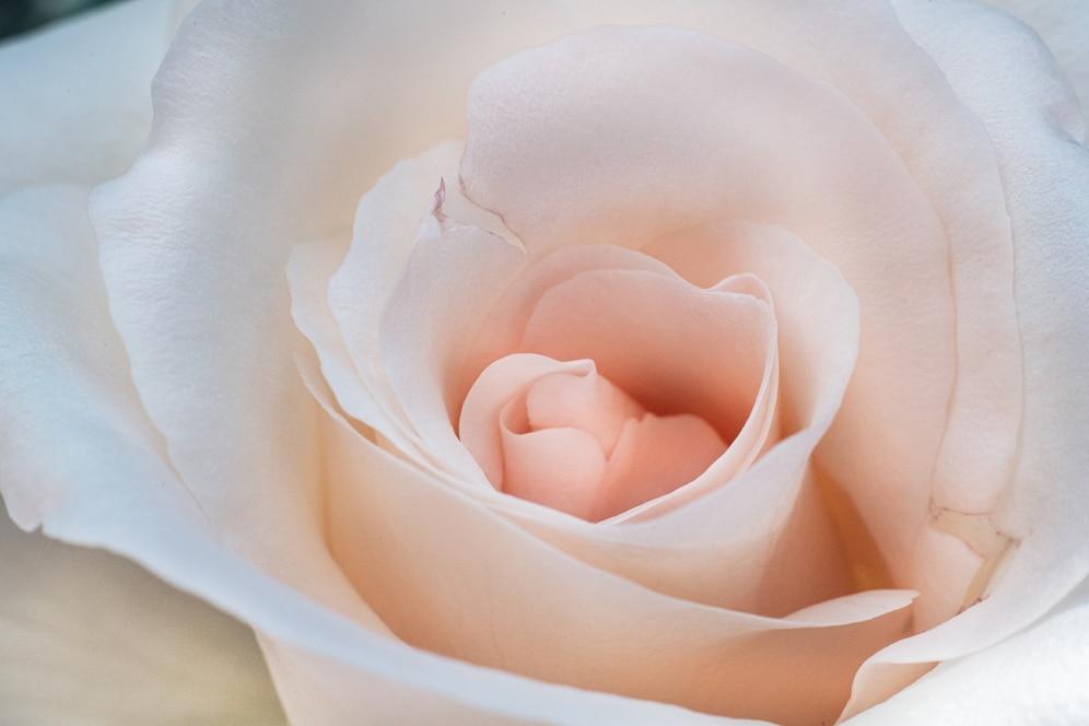 A picture containing indoor, plant, cloth, roseDescription automatically generated