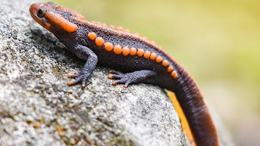 Crocodile Newt thumbnail