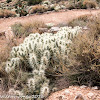 Mexican Cactus