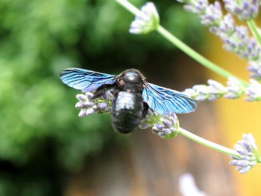 Blu metallizzato di midani