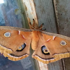 Polyphemus Moth