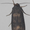 Ipsilon Dart Moth