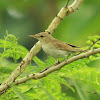 Sykes's Warbler