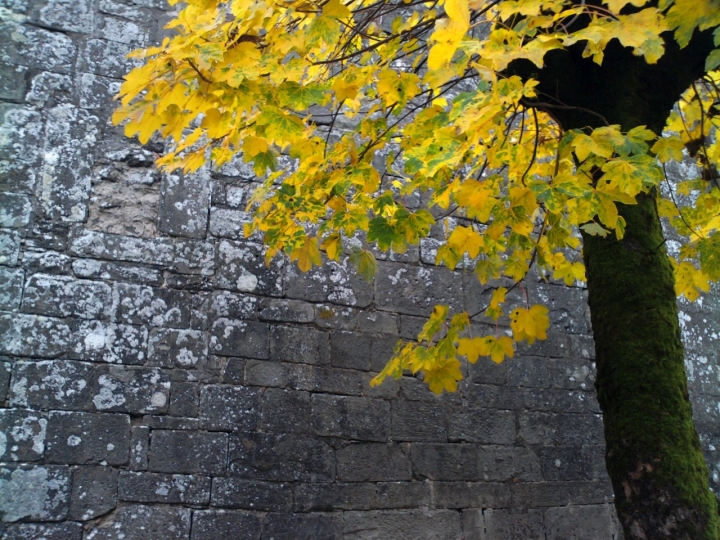 Ultime foglie d'estate di daltraparte