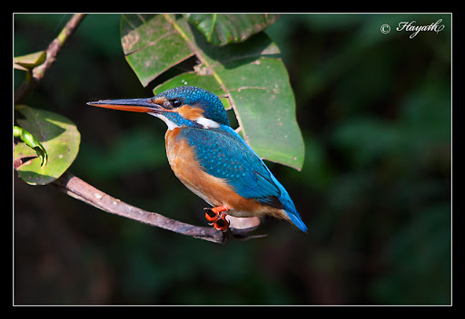 IMAGE: https://lh3.googleusercontent.com/_J3wCjsRO6Tg/TZhPPXYdkQI/AAAAAAAAPYw/yyoqDPQXRMg/IMG_8480.jpg