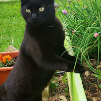 Attenti al gatto nero! di Claudiator