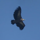 Himalayan Griffon Vulture