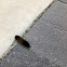 Woolly Bear Caterpillar