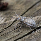 White-fringed weevil