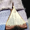 Frill line moth