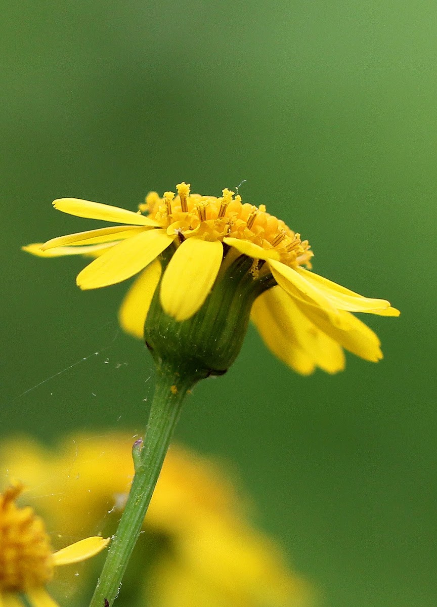 Golden Ragwort