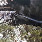 Bark cockroach