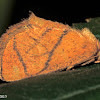 Yellow-collared Slug Moth