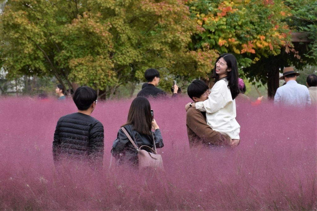 Из Сеула до Чеджу и обратно в розовом тумане: октябрьские фестивали, живописная природа, много pink muhley и немного осенней листвы