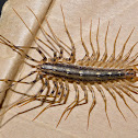 House Centipede