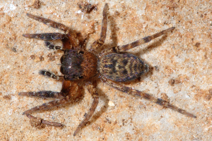 Algerian jumping spider