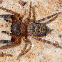 Algerian jumping spider