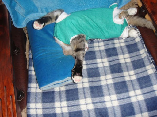 https://lh3.googleusercontent.com/_JSrbMJoPIJ0/TWpAkKUYl1I/AAAAAAAAEOI/7Jyvmc0xM3U/DSC00417.jpg