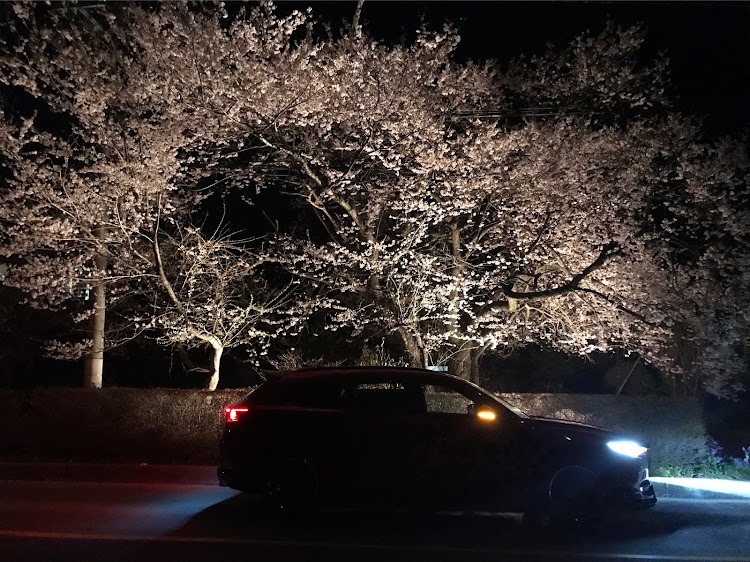 CX-8の桜と愛車に関するカスタム事例の投稿画像1枚目